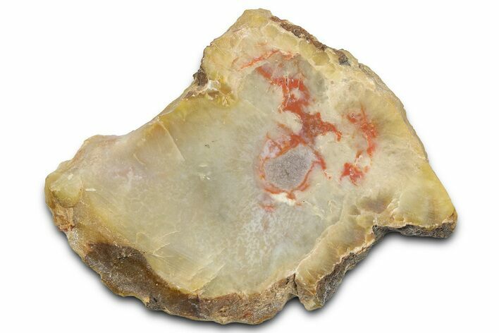 Dinosaur Coprolite Nodule Slice - Utah #372713